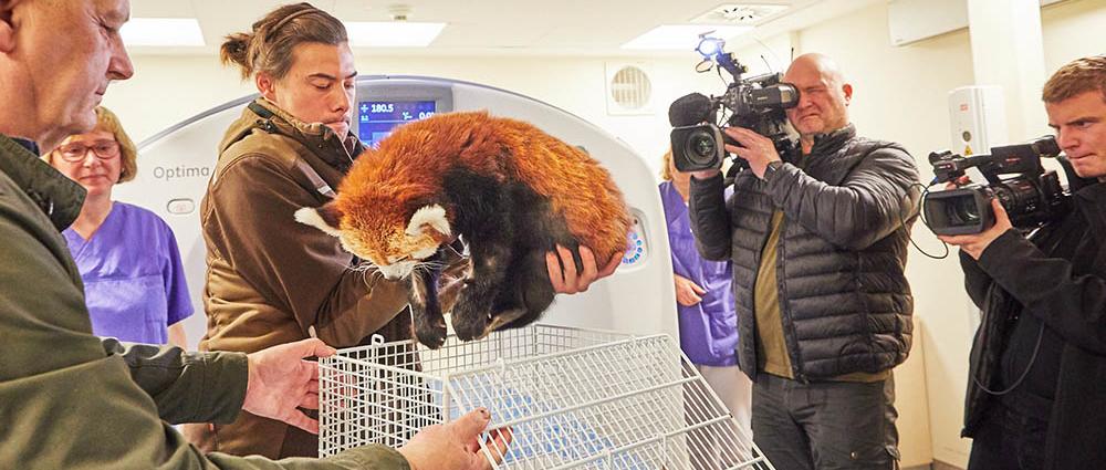 Kamerastar: Die kleine Polly hat das Interesse bei Journalisten und Kamerateams weit über die Landesgrenzen hinaus geweckt