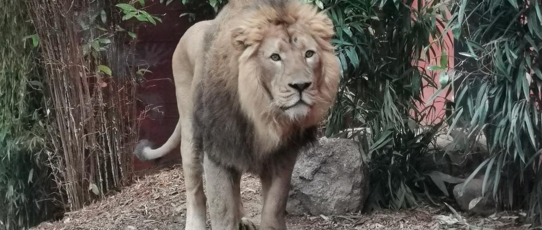 Shapur Zoo