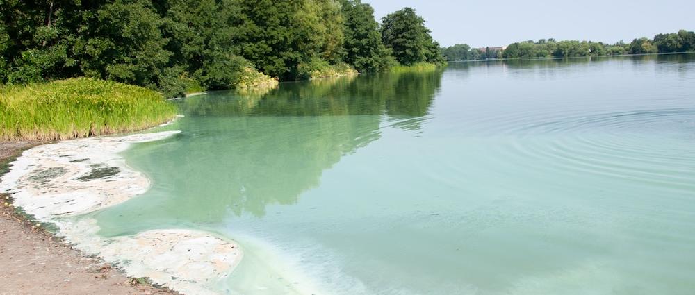 Erhöhtes Blaualgenvorkommen am Südufer des Lankower Sees