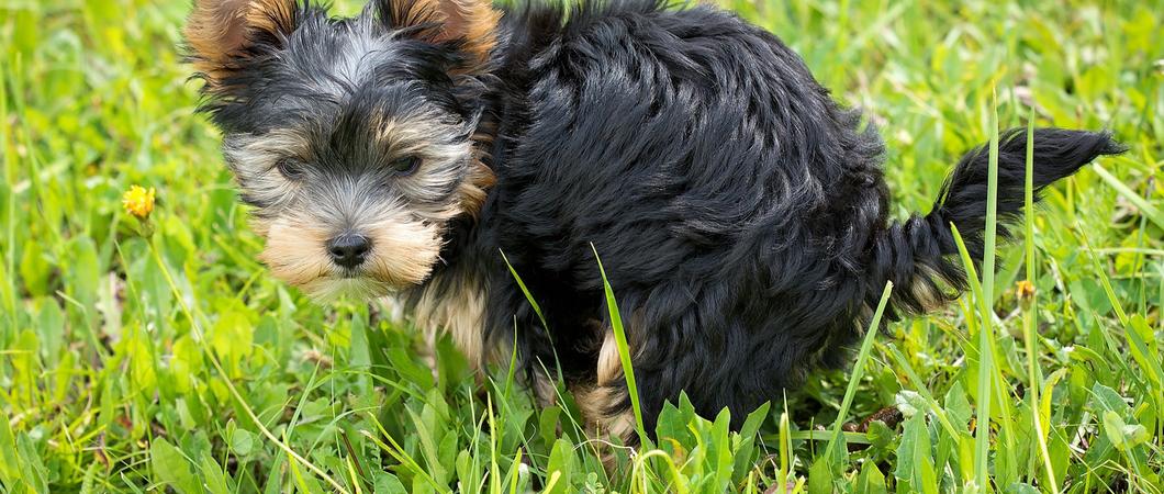 Mehr als 4.000 Hunde laufen über die Gehwege, Straßen und Wiesen der Landeshauptstadt.