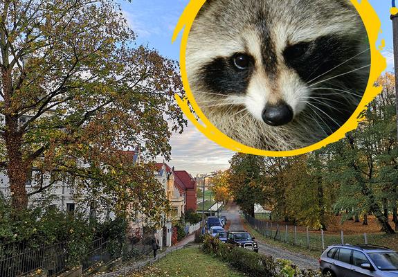 Auch in der Nähe des Schlossgartens treiben die kleinen Waschbären bereits ihr Unwesen