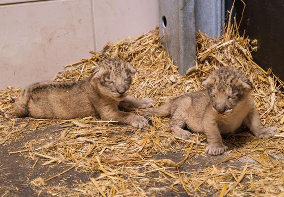 Nachwuchs der Asiatischen Löwen (Panthera leo persica) im Zoo Schwerin, Foto: Zoo Schwerin