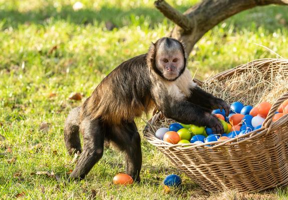 Die Saison im Schweriner Zoo beginnt, Foto: Zoologischer Garten Schwerin