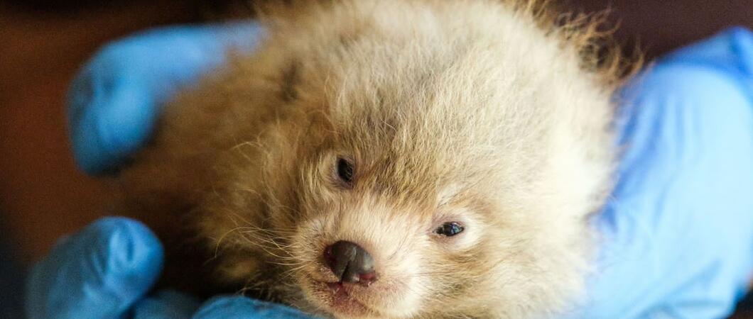 Dem jungen Roten Panda im Schweriner Zoo geht es gut, Foto: Zoo Schwerin