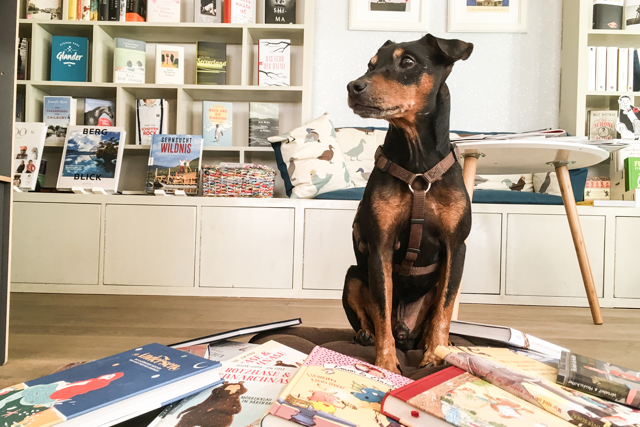 Für Erholung bleibt in der Selbständigkeit generell nur wenig Zeit. Zum Ausgleich gehen die Buchhändler dann gerne mit Hund Frederick im Wald spazieren