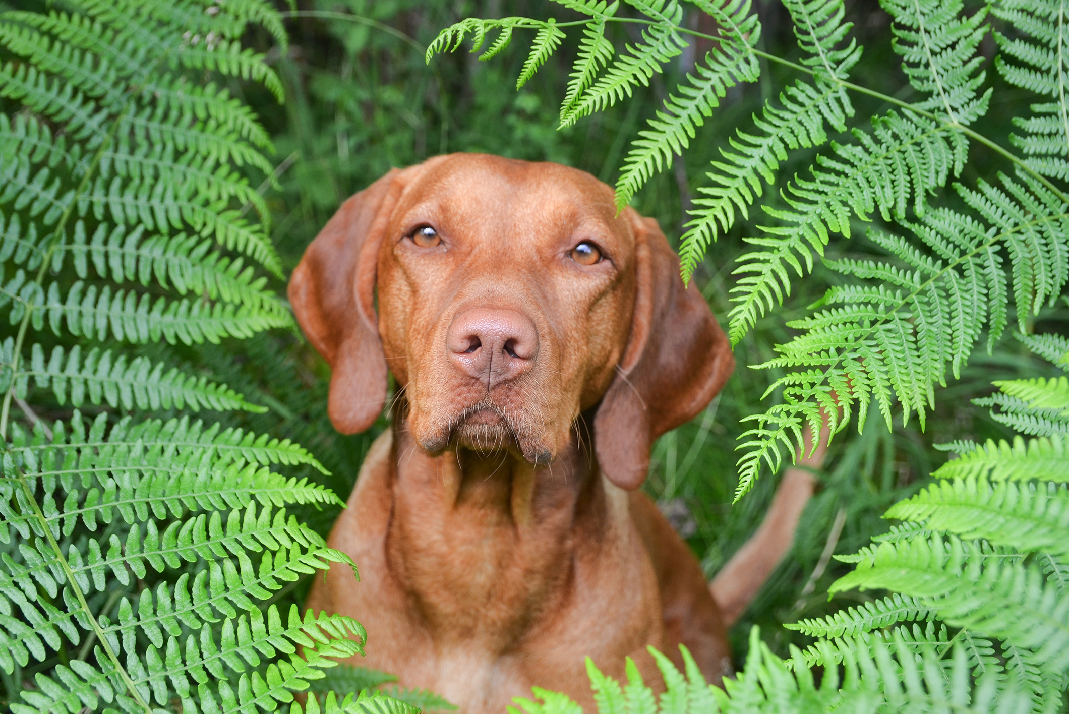 Stefanie Martens Magyar-Vizsla Hündin Carlotta