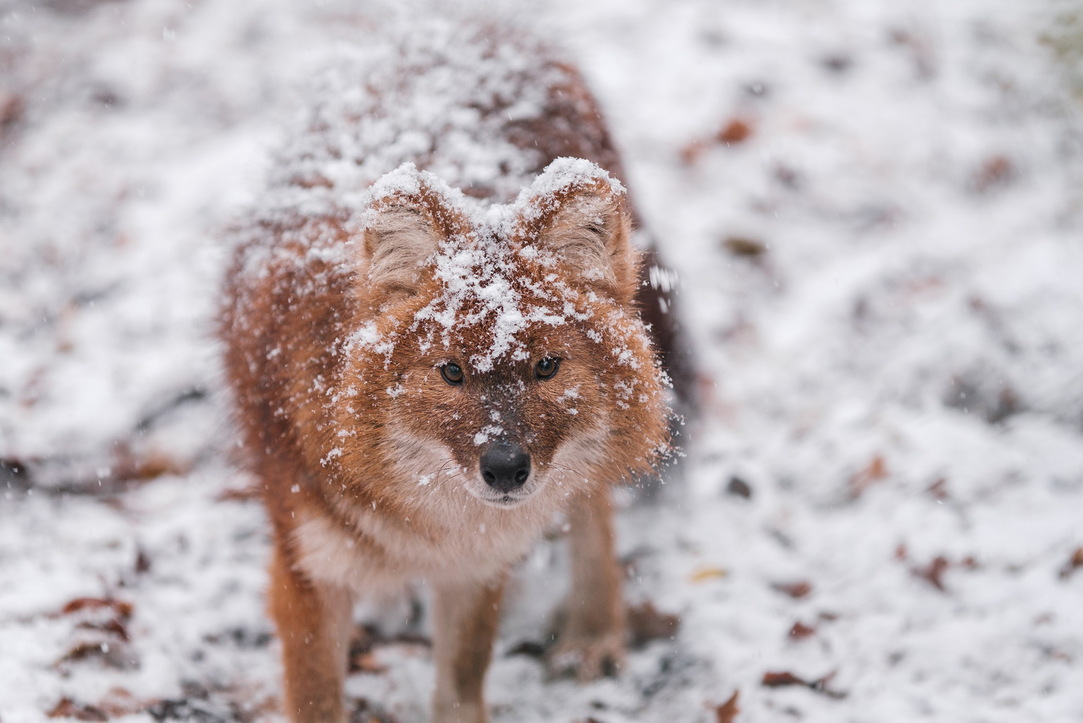 Asiatische Rothunde sind im Zoo Schwerin zu Hause.